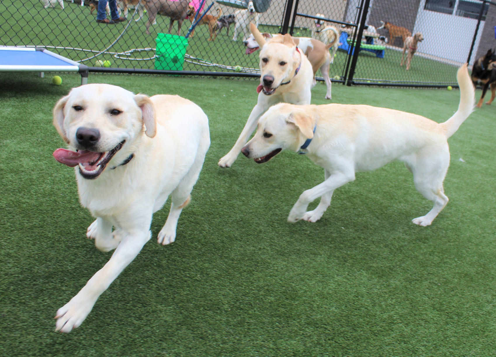Doggie reunion pic1